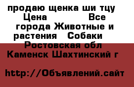продаю щенка ши-тцу › Цена ­ 10 000 - Все города Животные и растения » Собаки   . Ростовская обл.,Каменск-Шахтинский г.